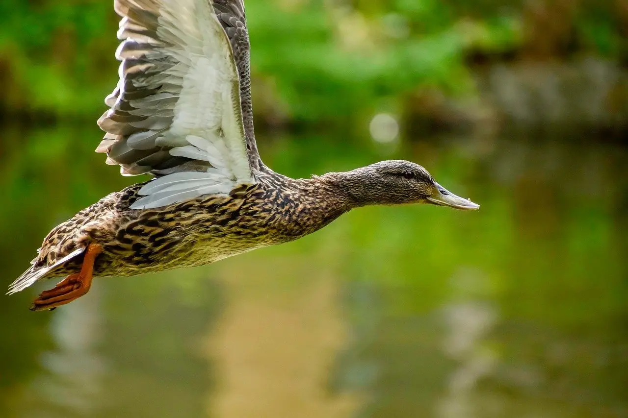 Skosse i Krydsord hjælp