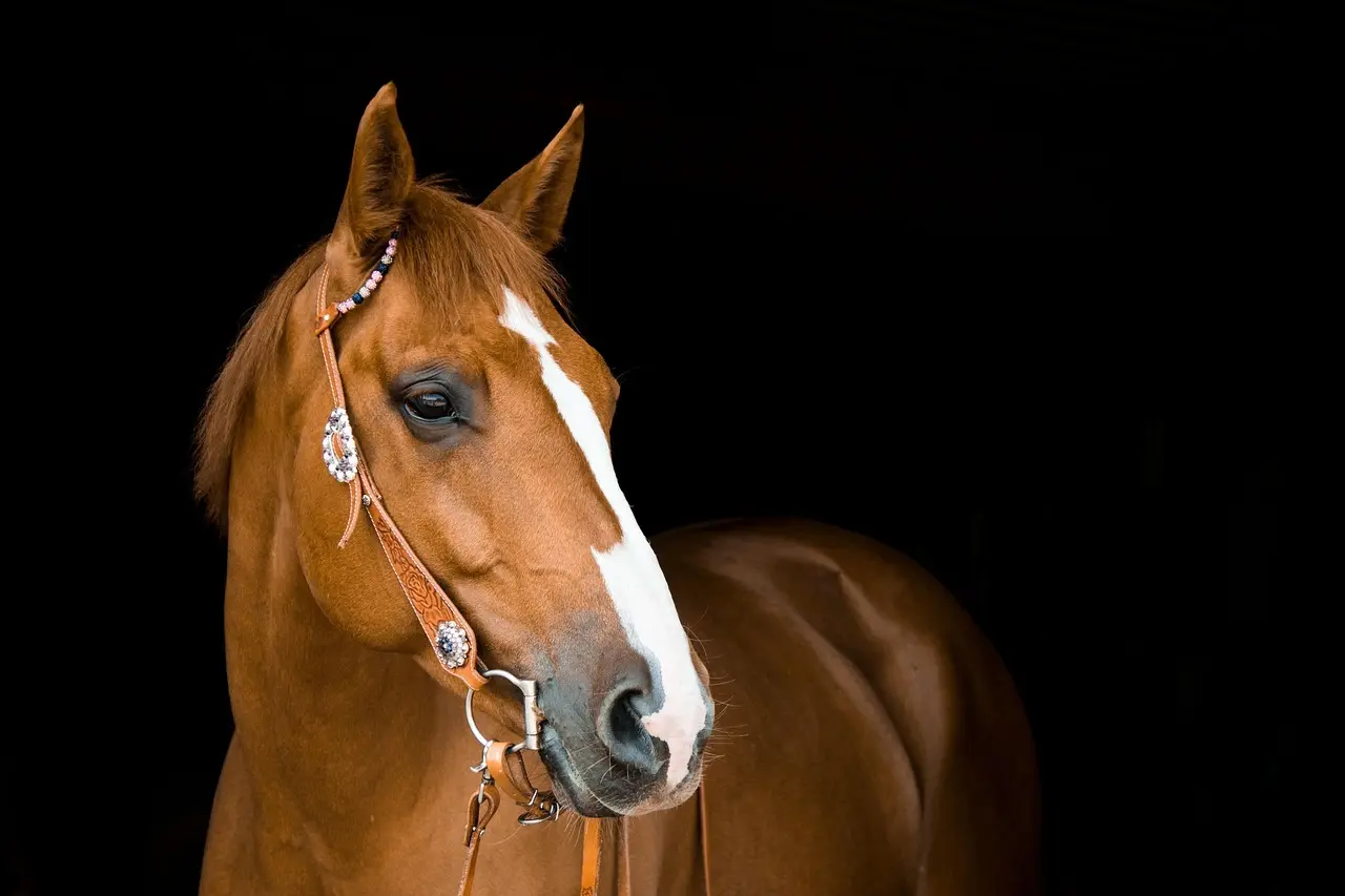 Hest Krydsord Løsning