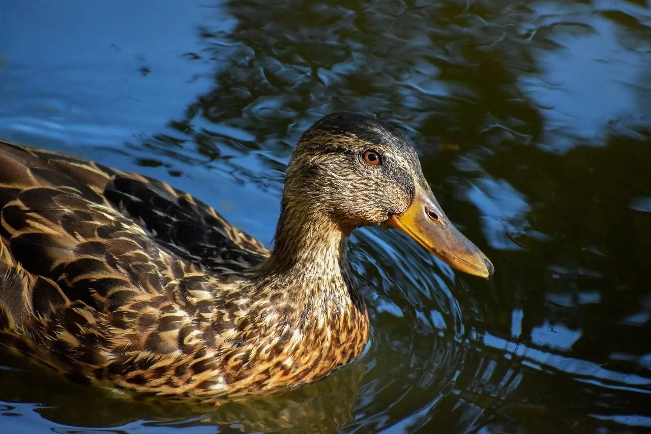 Klemme svar til krydsord
